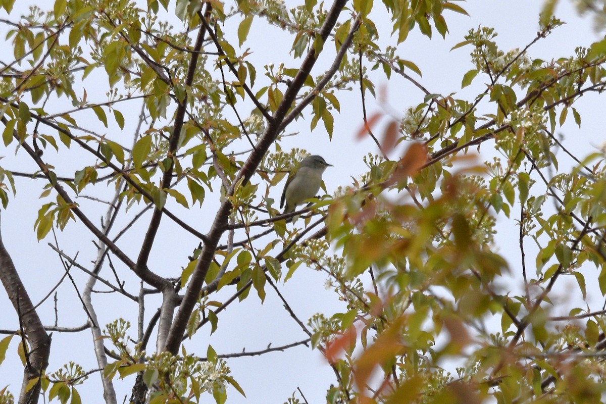 Tennessee Warbler - Devin Johnstone