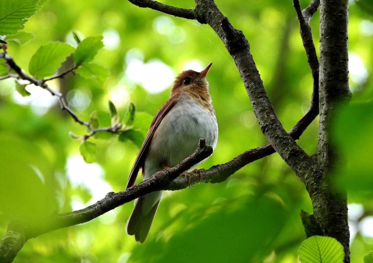 Veery - ML619393101