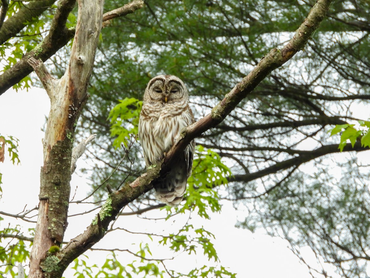 Barred Owl - M. Pierre-Louis