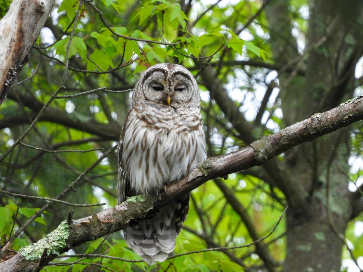 Barred Owl - M. Pierre-Louis