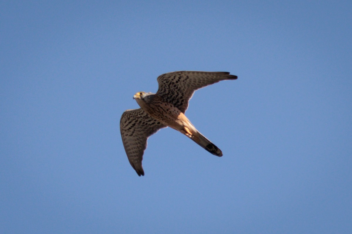 Eurasian Kestrel - ML619393107