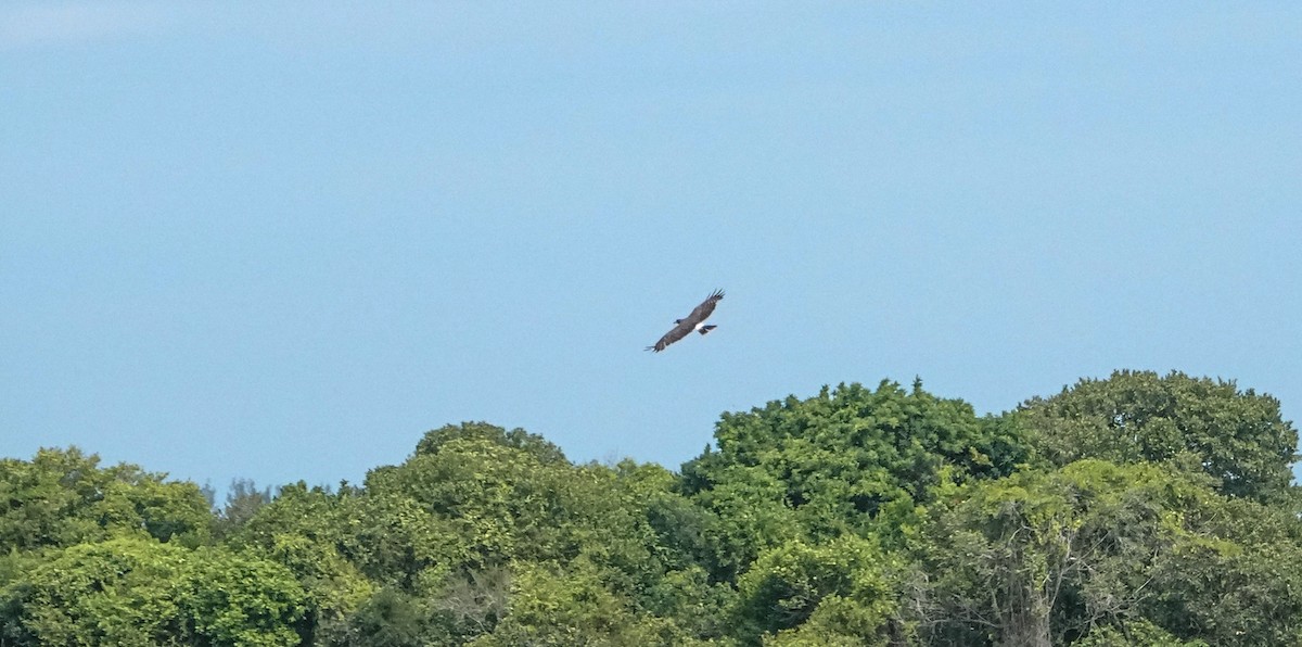 Snail Kite - Laura Voight