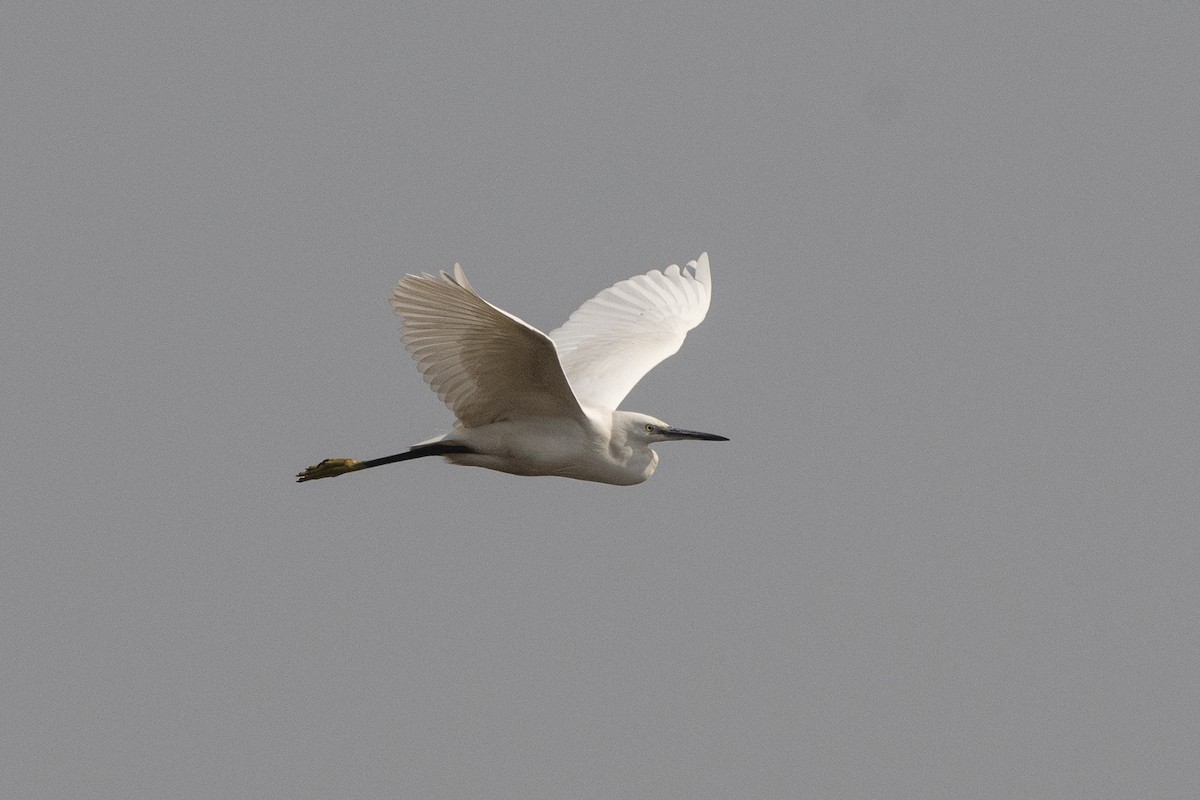 Little Egret - Wachara  Sanguansombat