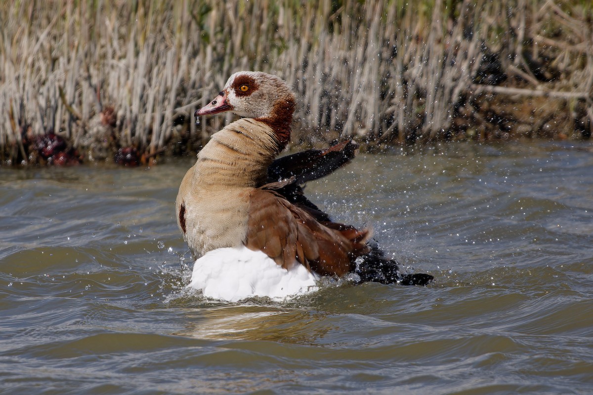 Egyptian Goose - Jeffrey Leguit