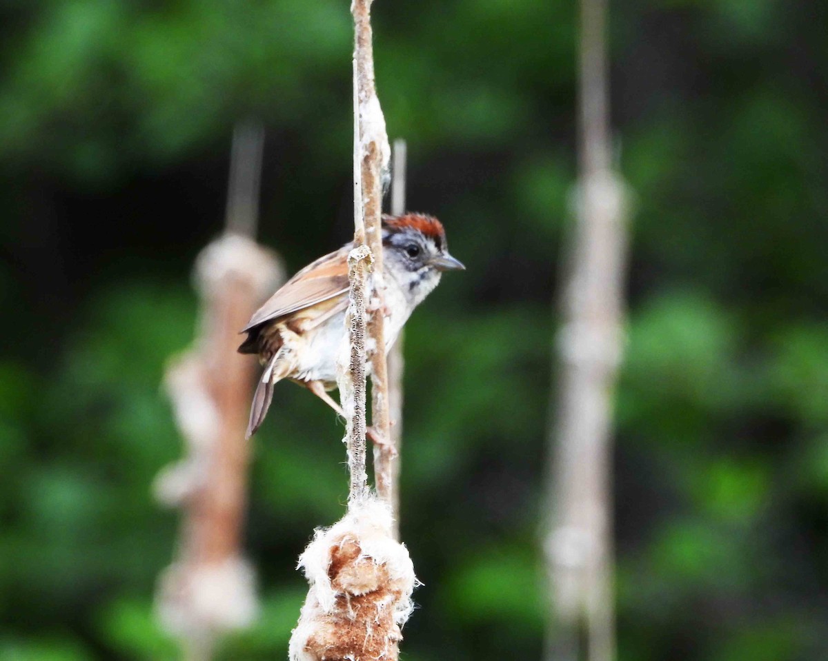 Swamp Sparrow - Marc Belliard