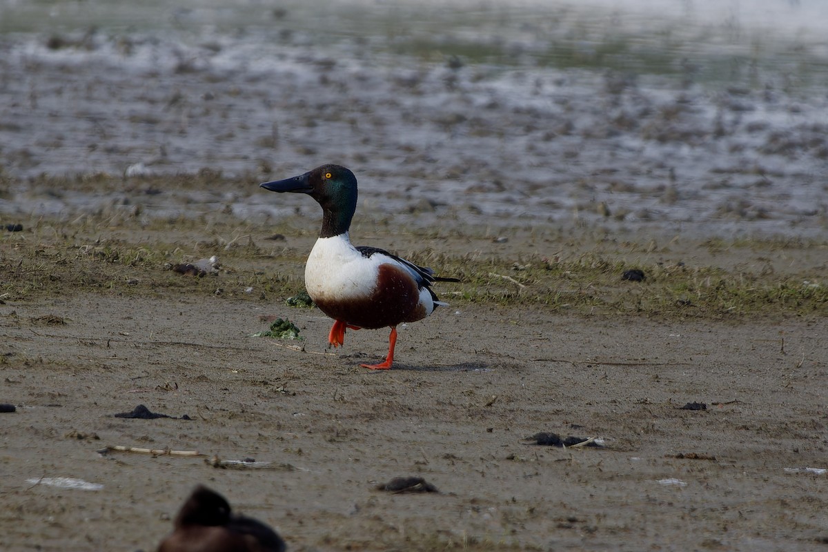 Canard souchet - ML619393128