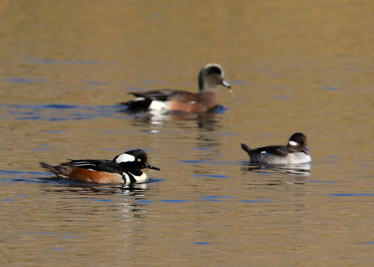 Hooded Merganser - ML619393132