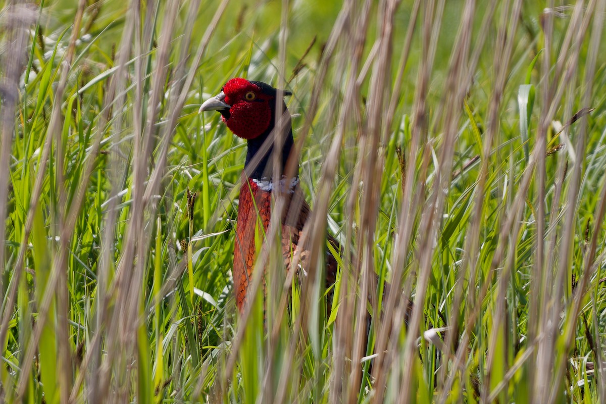 Ring-necked Pheasant - ML619393142