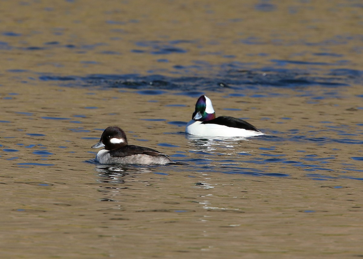 Bufflehead - William Clark