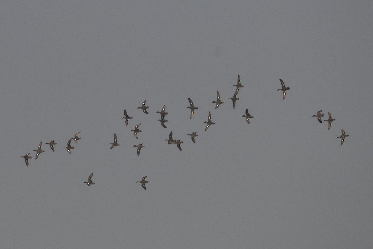 Green-winged Teal - Wachara  Sanguansombat