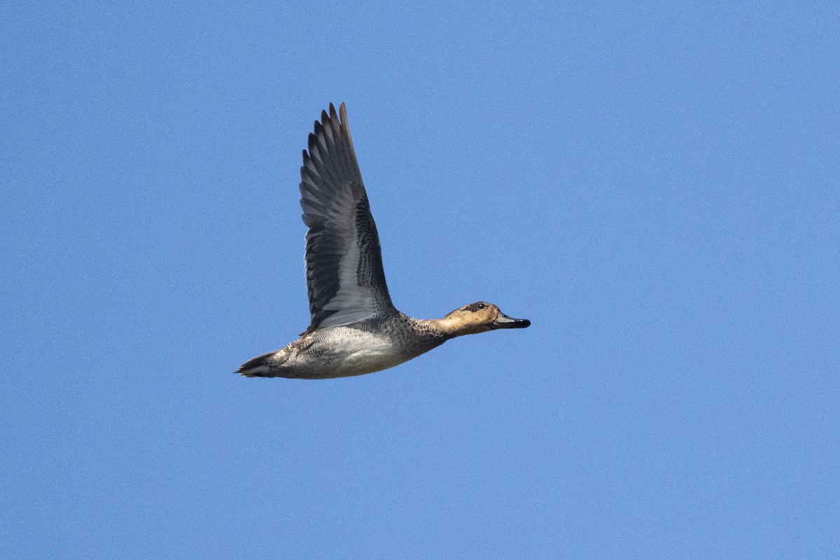 Green-winged Teal - Wachara  Sanguansombat