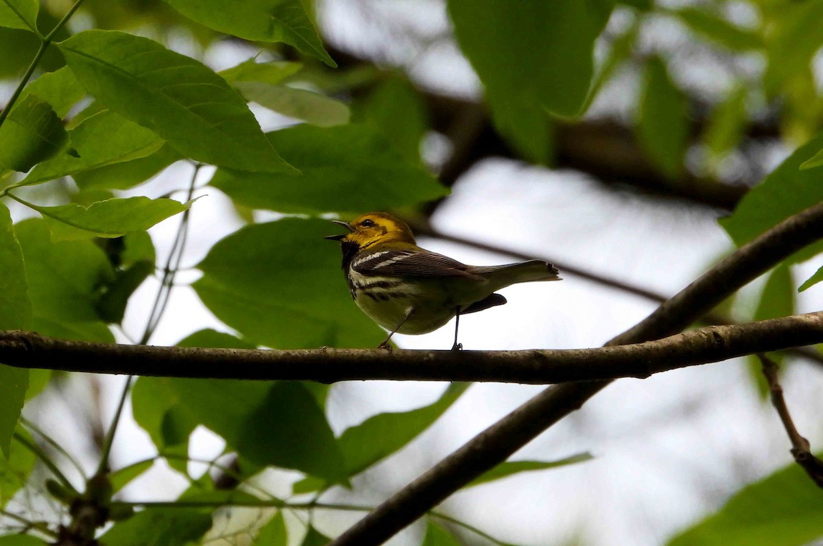 Black-throated Green Warbler - ML619393162