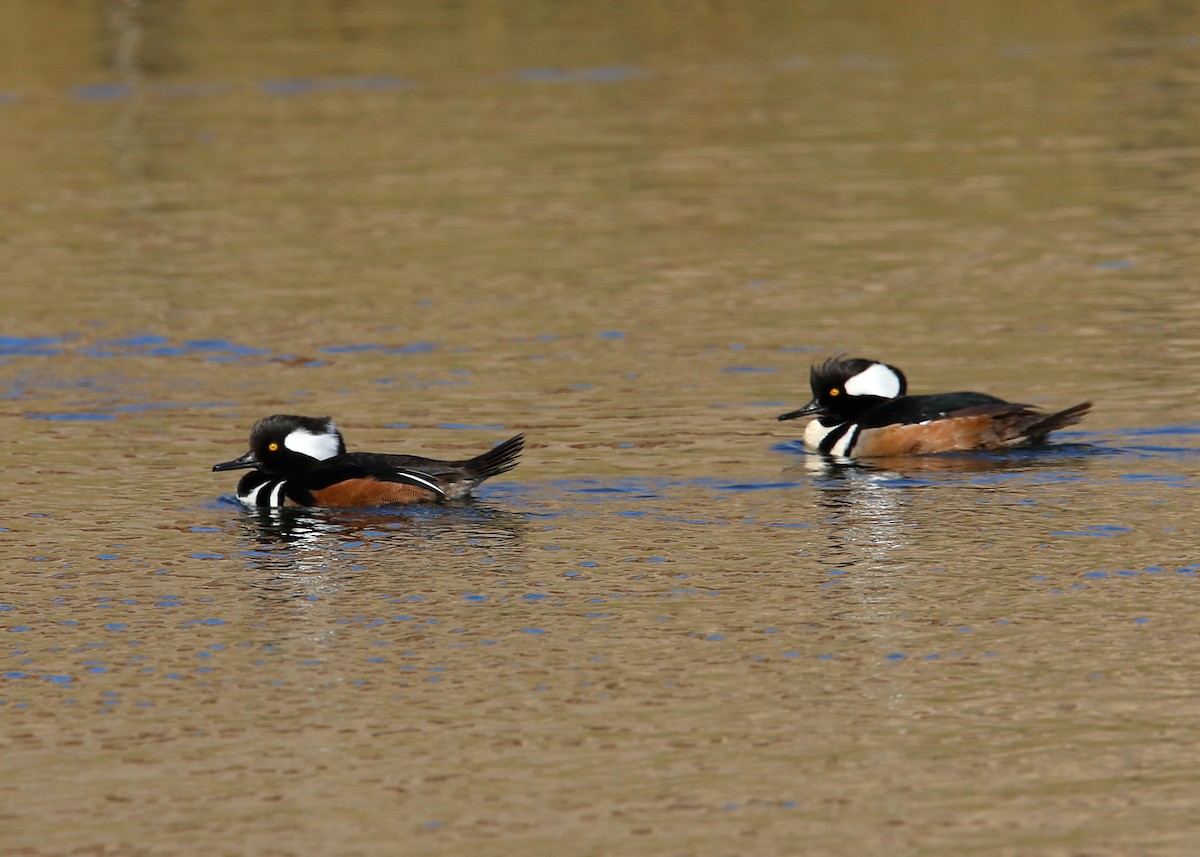 Hooded Merganser - William Clark