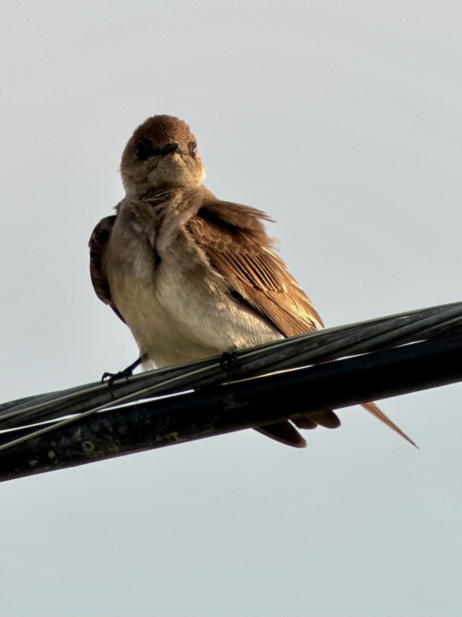 Northern Rough-winged Swallow - ML619393169