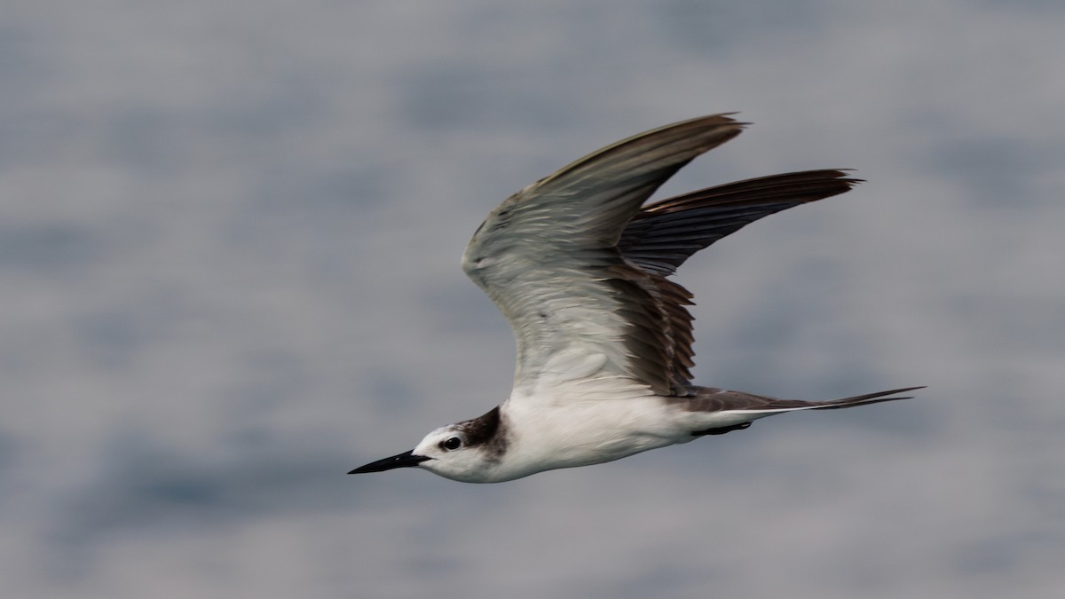 Bridled Tern - ML619393170