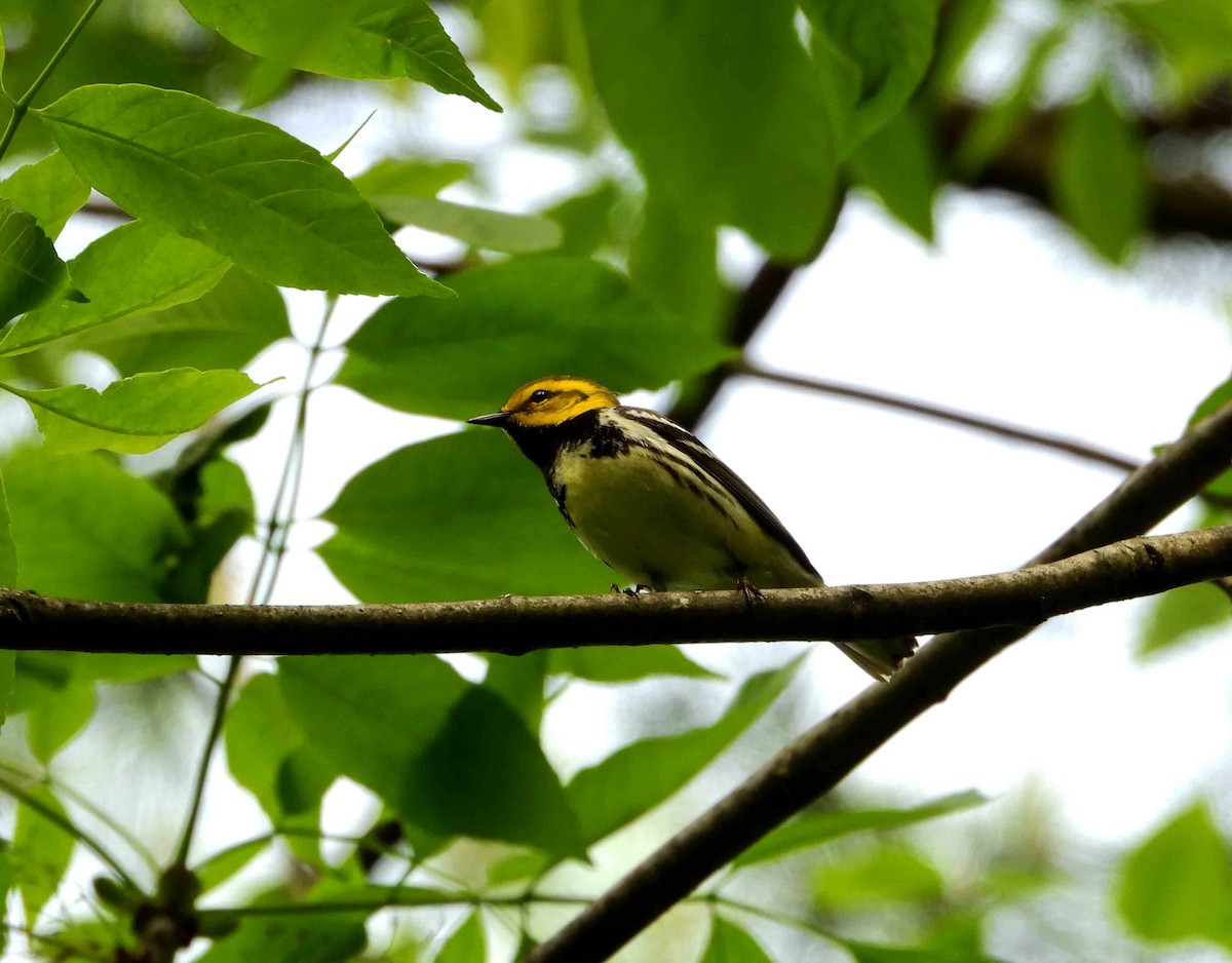 Black-throated Green Warbler - ML619393174