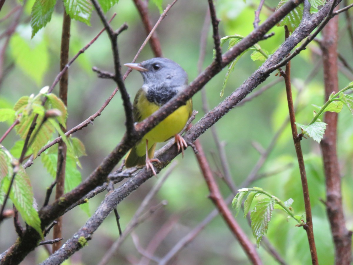 Mourning Warbler - Denise Moreault