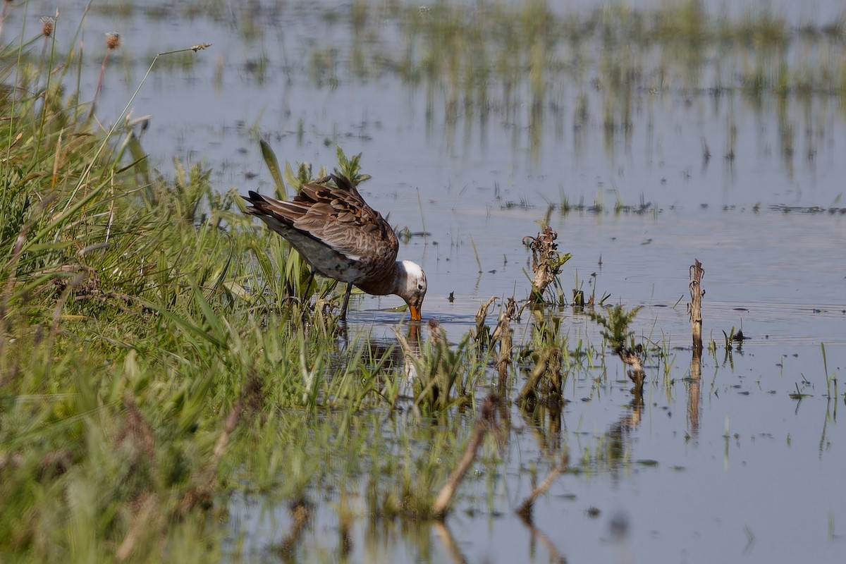 Black-tailed Godwit - ML619393177