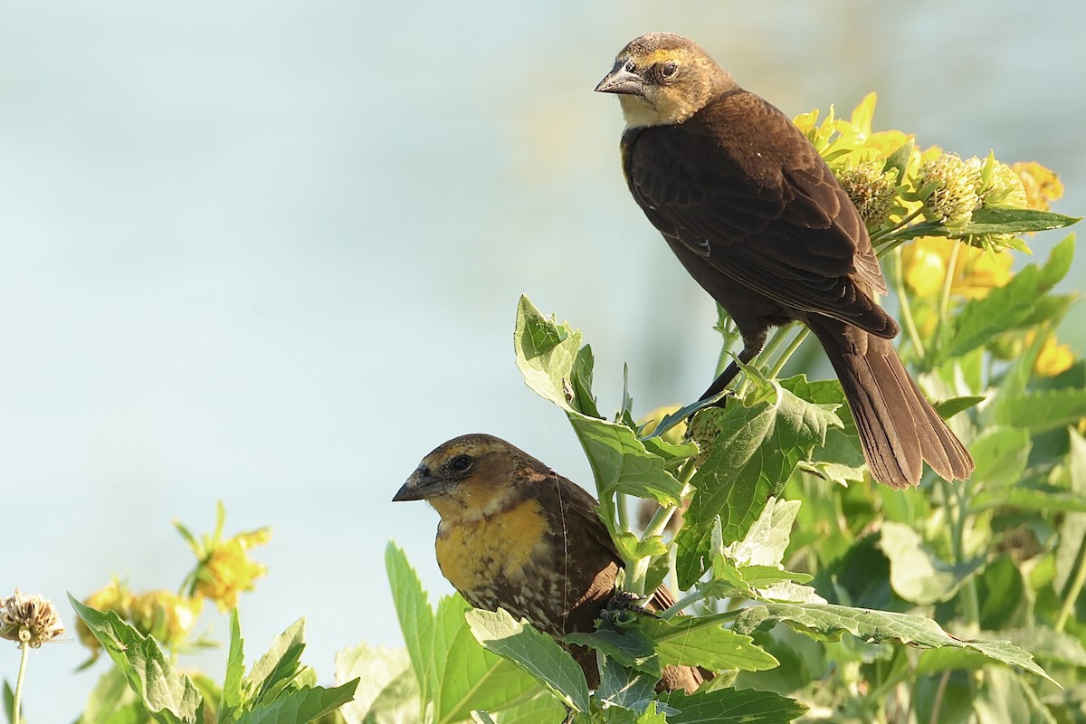 Yellow-headed Blackbird - Jeff Osborne