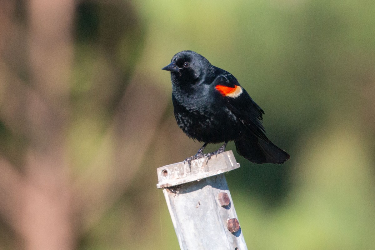 Red-winged Blackbird - ML619393183