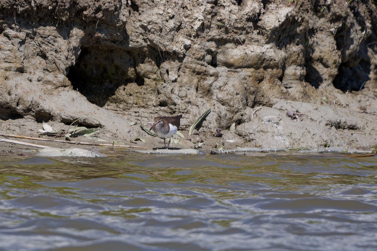 Common Sandpiper - Jeffrey Leguit