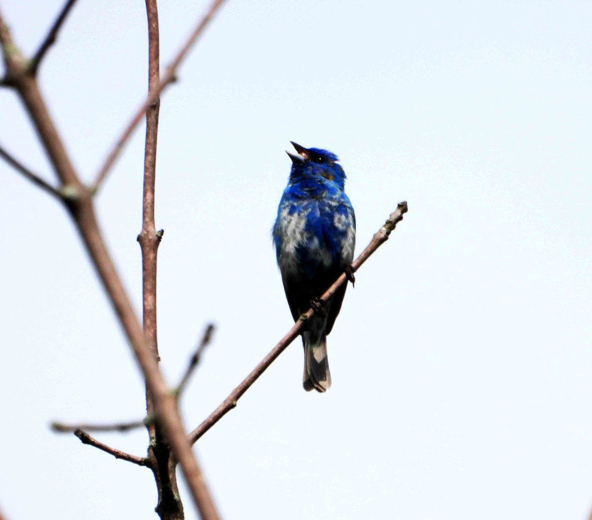 Indigo Bunting - ML619393187
