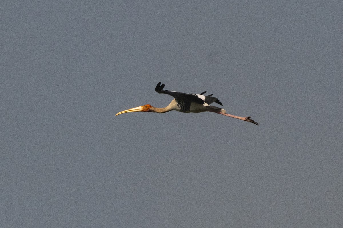 Painted Stork - Wachara  Sanguansombat