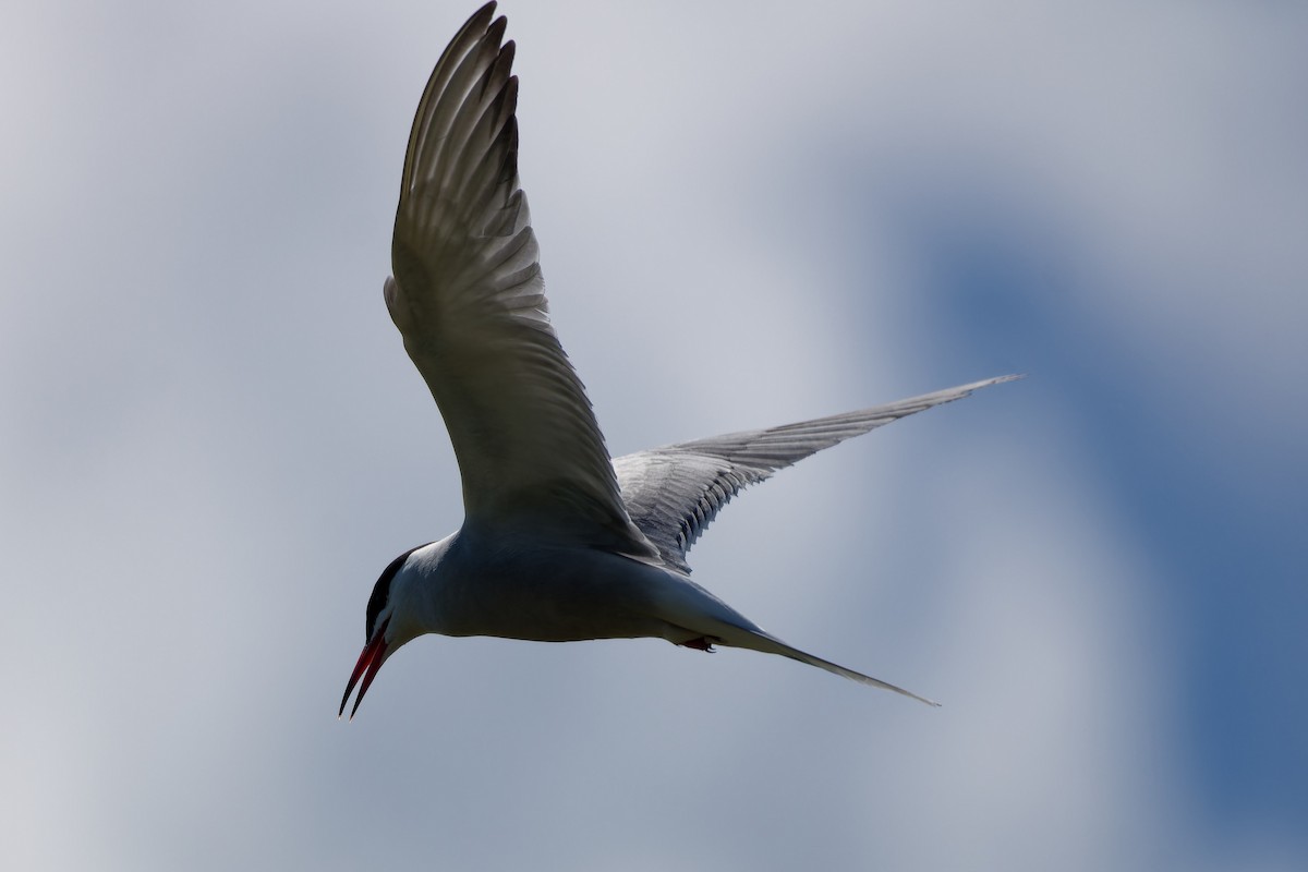Common Tern - Jeffrey Leguit