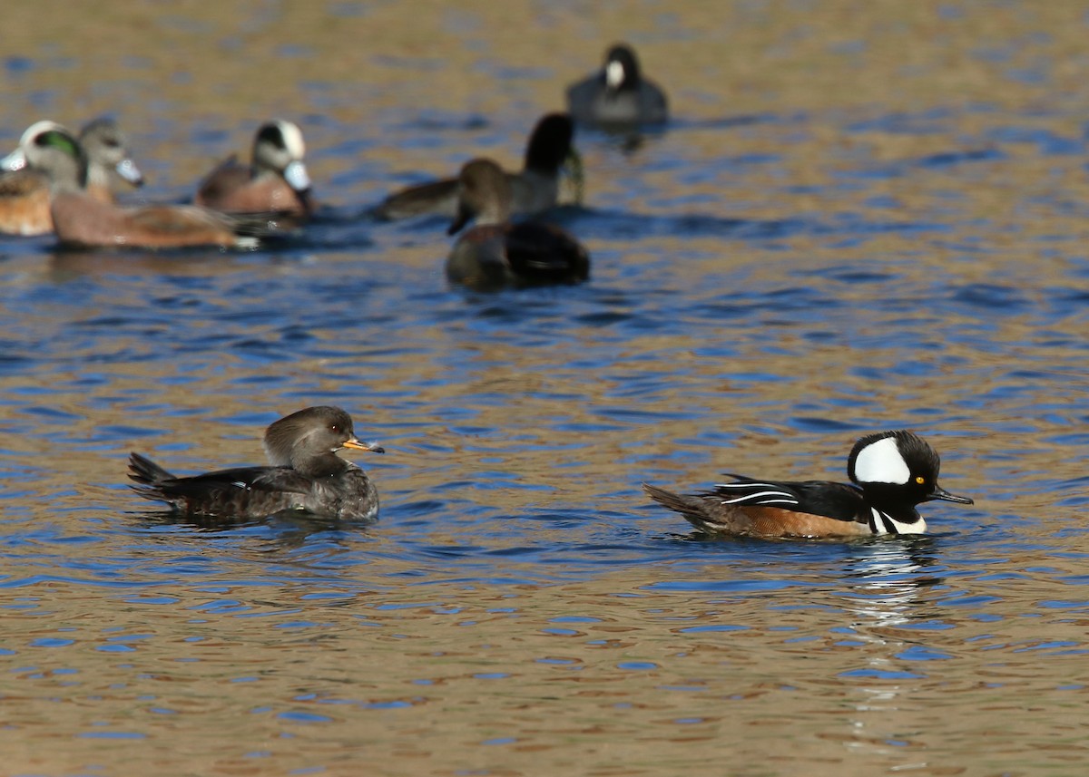 Hooded Merganser - ML619393196