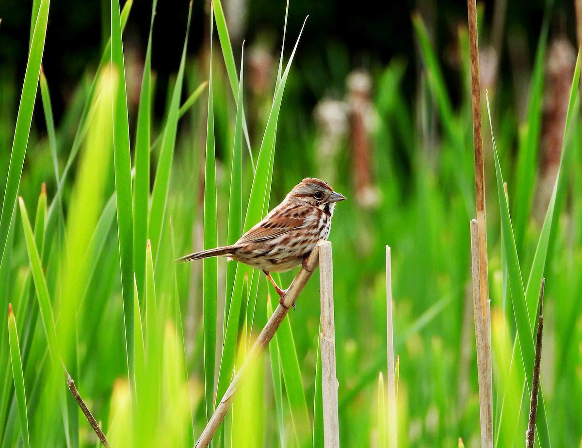 Song Sparrow - ML619393201