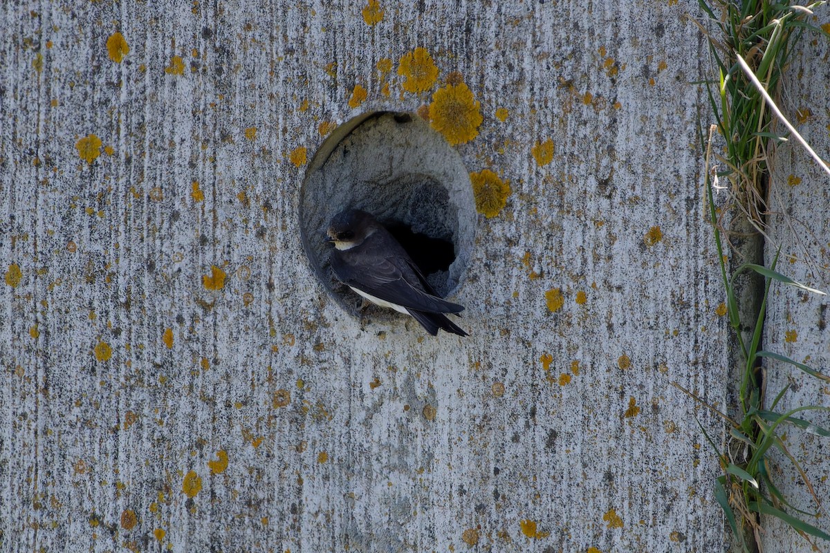 Bank Swallow - Jeffrey Leguit