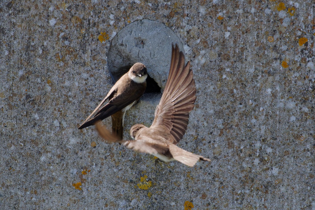 Bank Swallow - Jeffrey Leguit