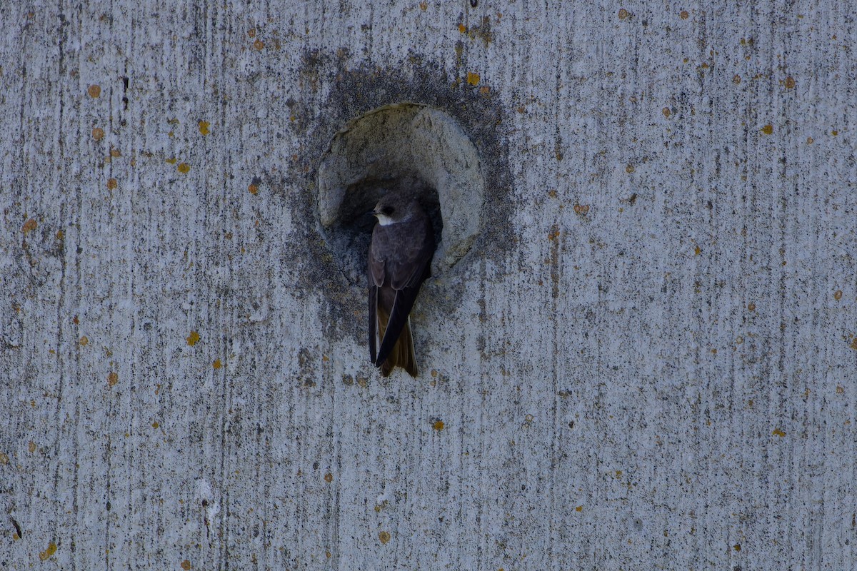 Bank Swallow - ML619393206