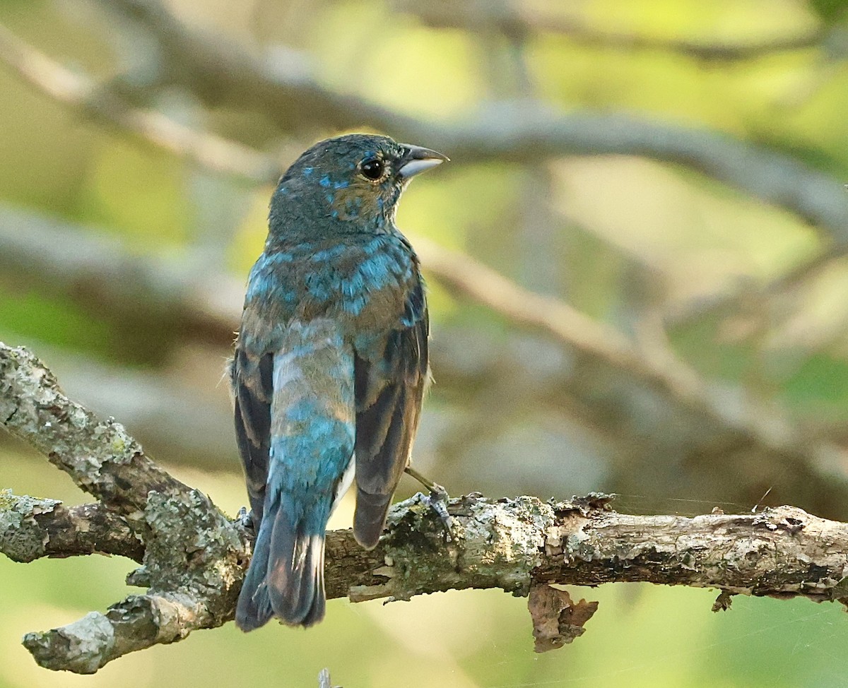 Indigo Bunting - Jeff Osborne