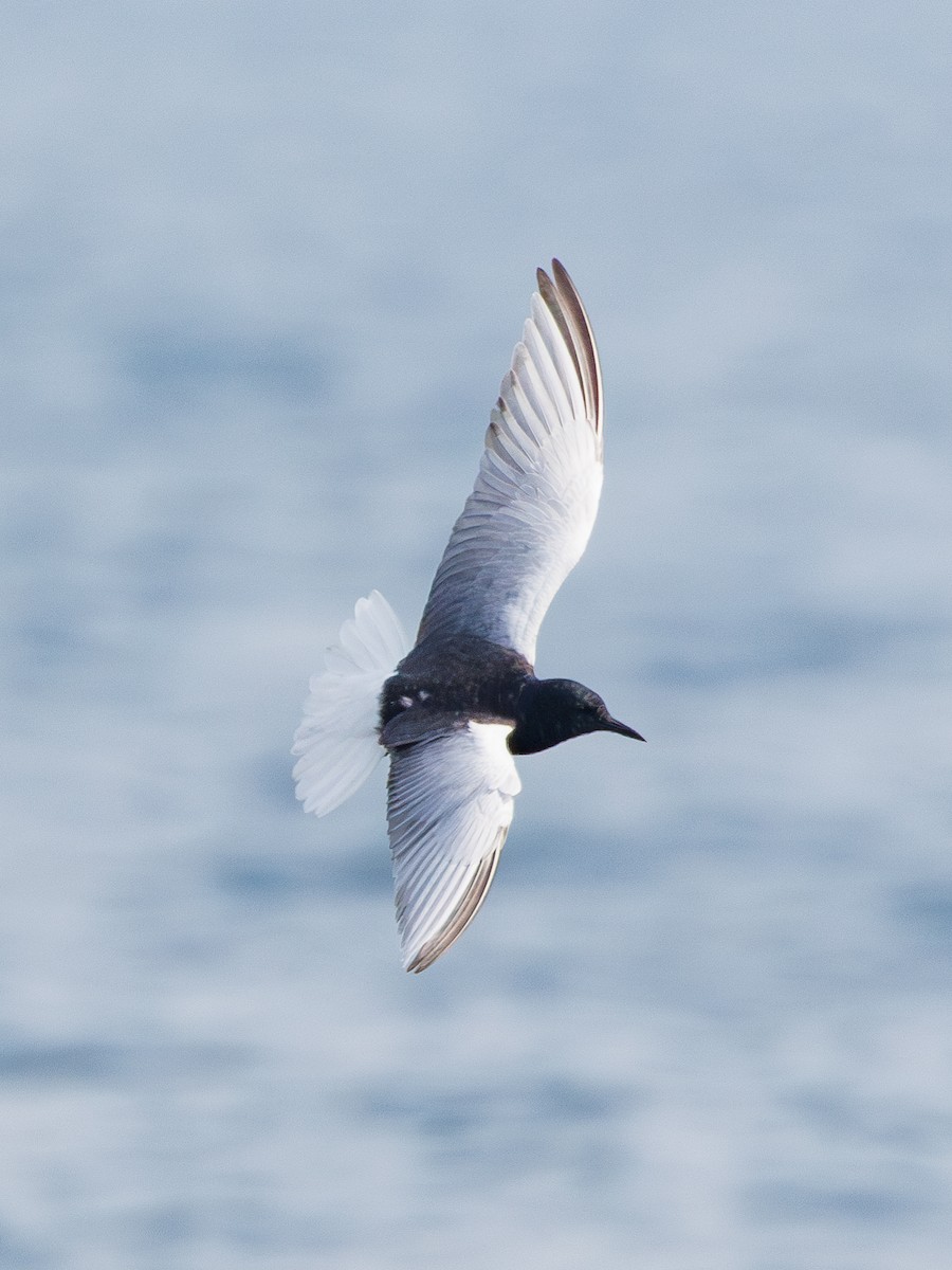 White-winged Tern - Ng SH