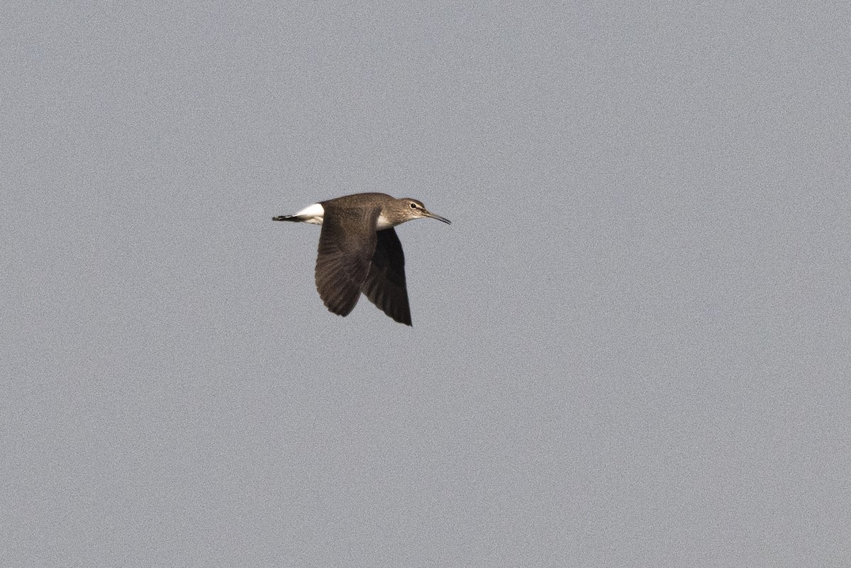 Green Sandpiper - Wachara  Sanguansombat