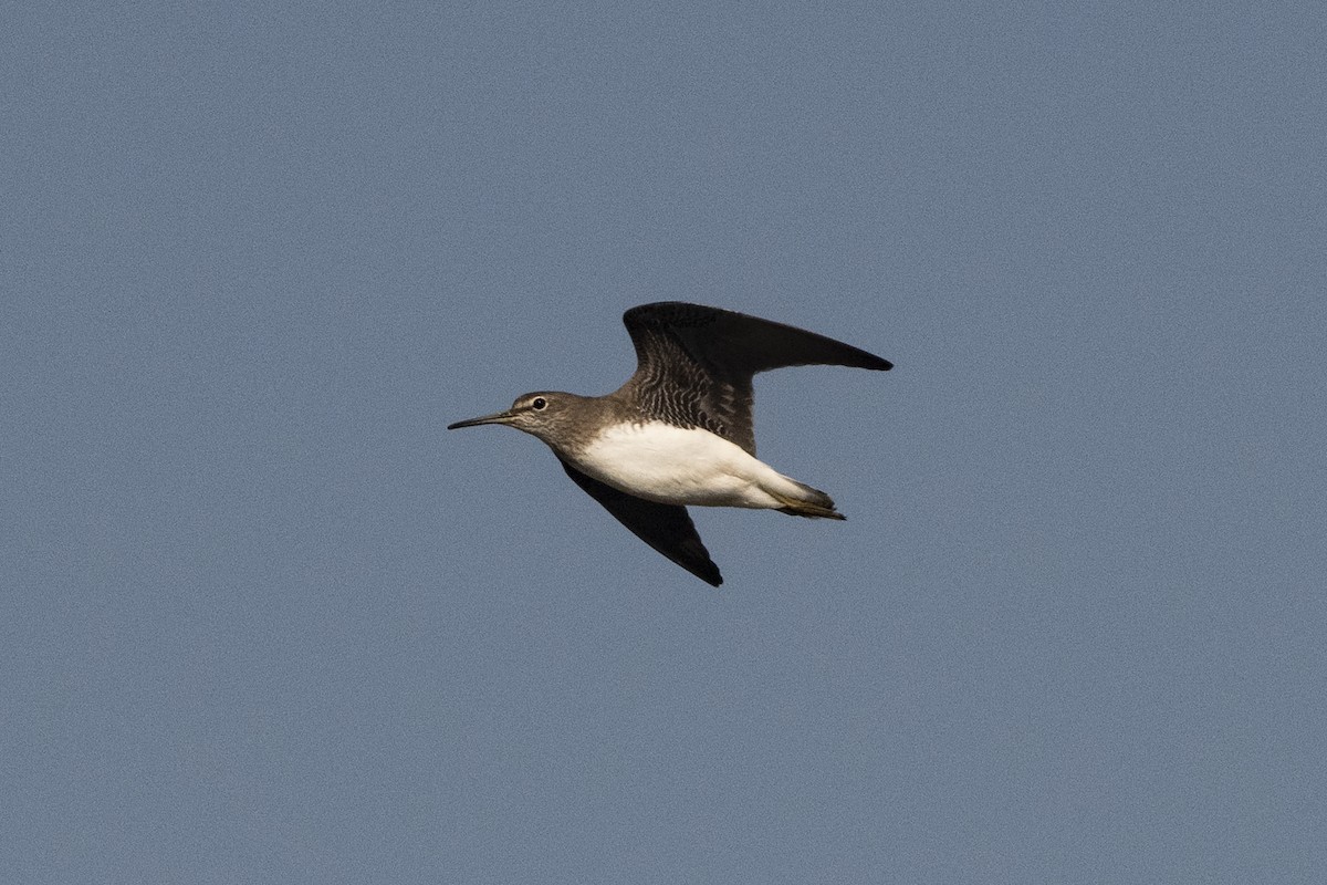 Green Sandpiper - Wachara  Sanguansombat