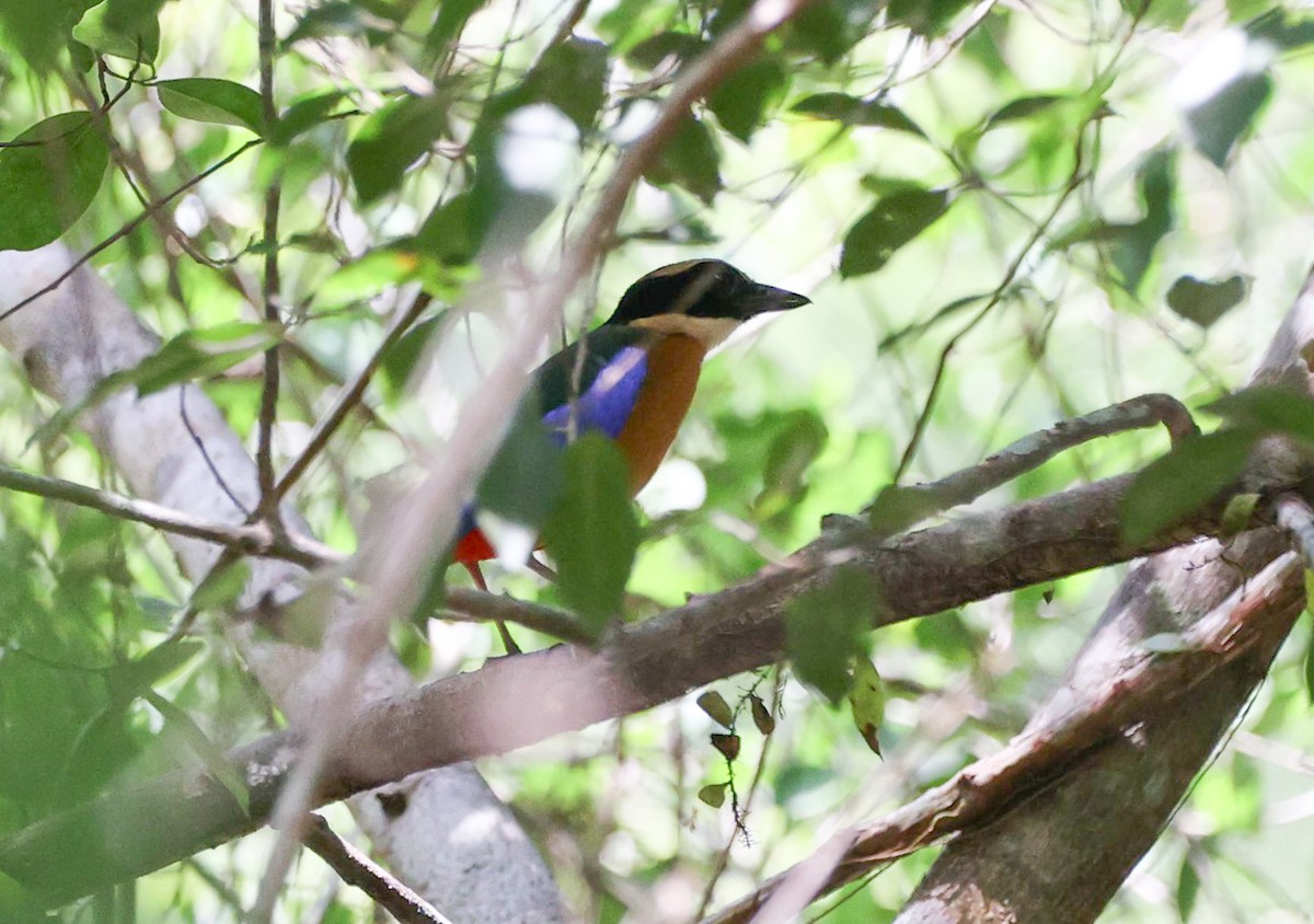 Blue-winged Pitta - ML619393233