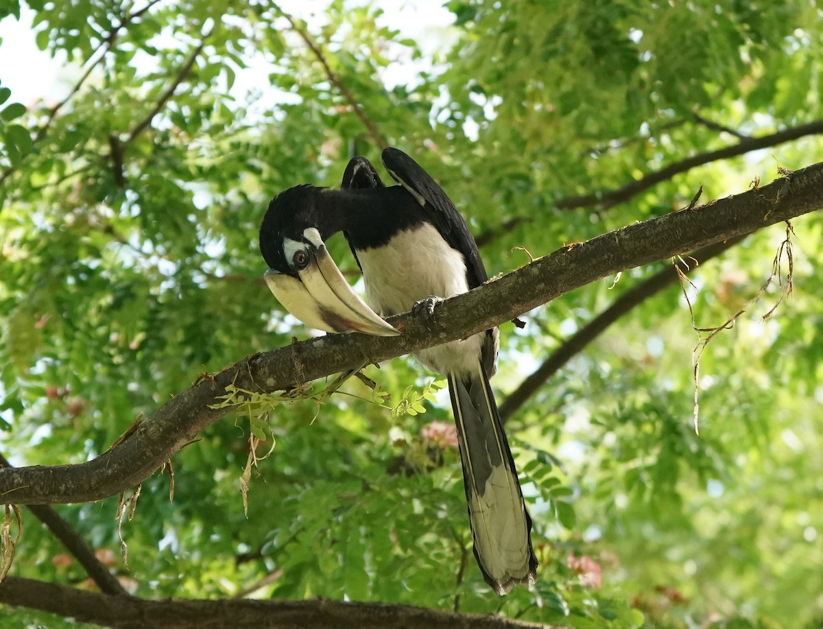 Oriental Pied-Hornbill - Keng Keok Neo