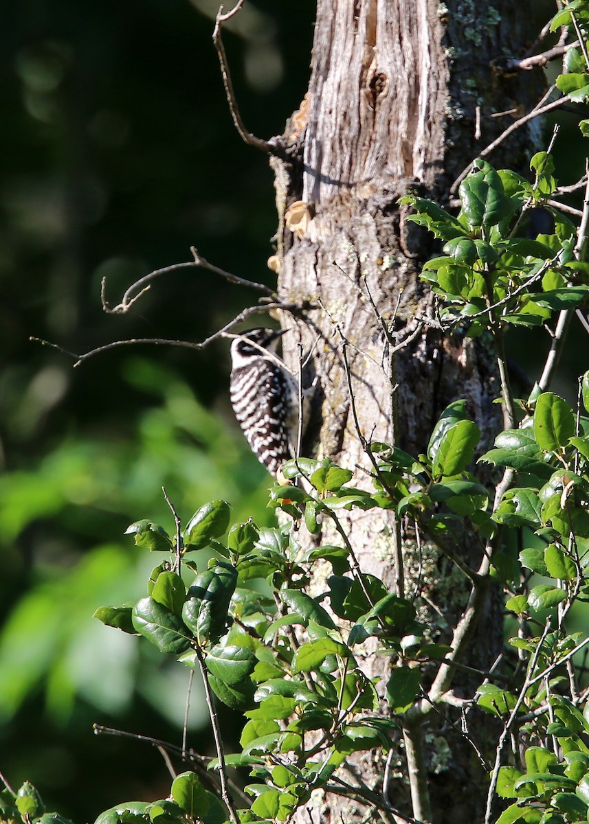 Nuttall's Woodpecker - William Clark