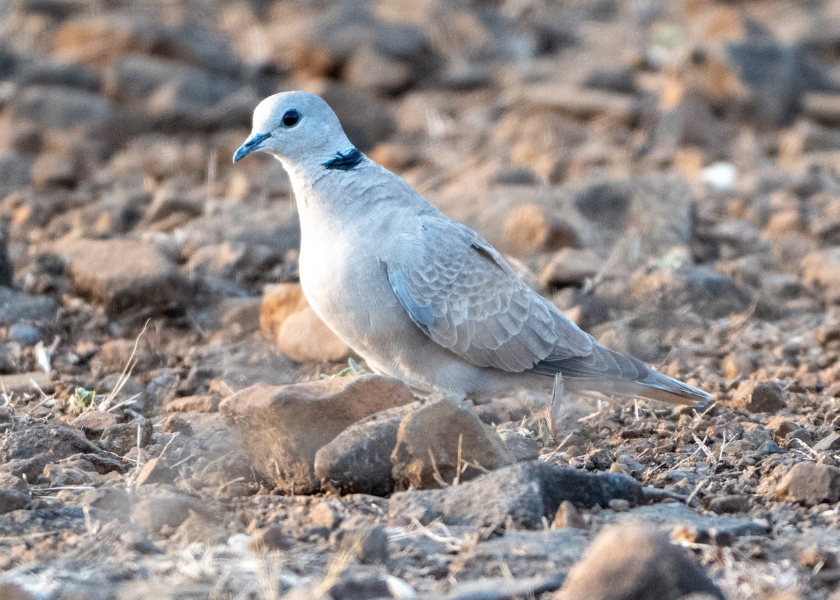 Eurasian Collared-Dove - Jagdish Jatiya