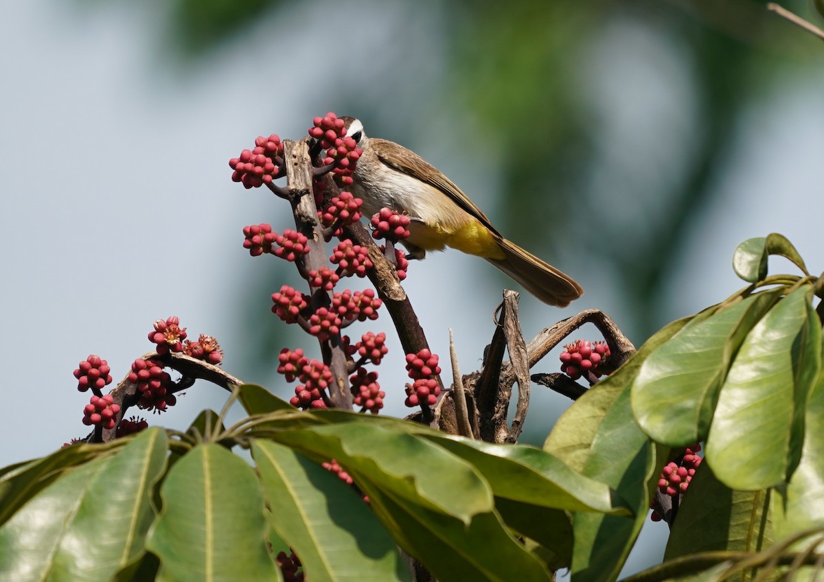 Yellow-vented Bulbul - Keng Keok Neo