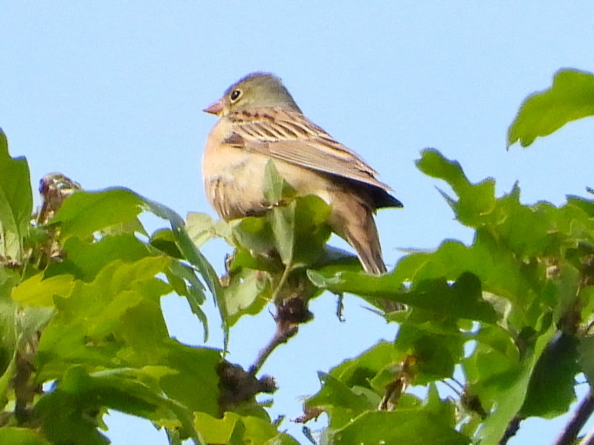 Ortolan Bunting - Ivan V