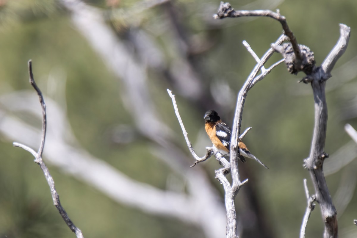 Black-headed Grosbeak - Janet Stevens