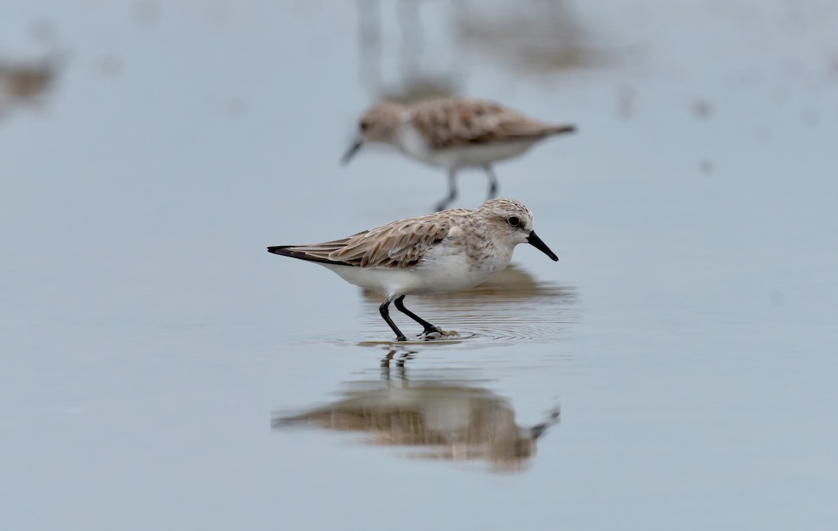 Red-necked Stint - Ari Noviyono