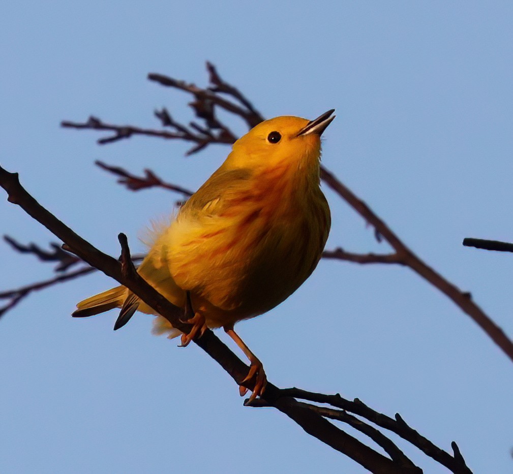 Yellow Warbler - Charlotte Byers