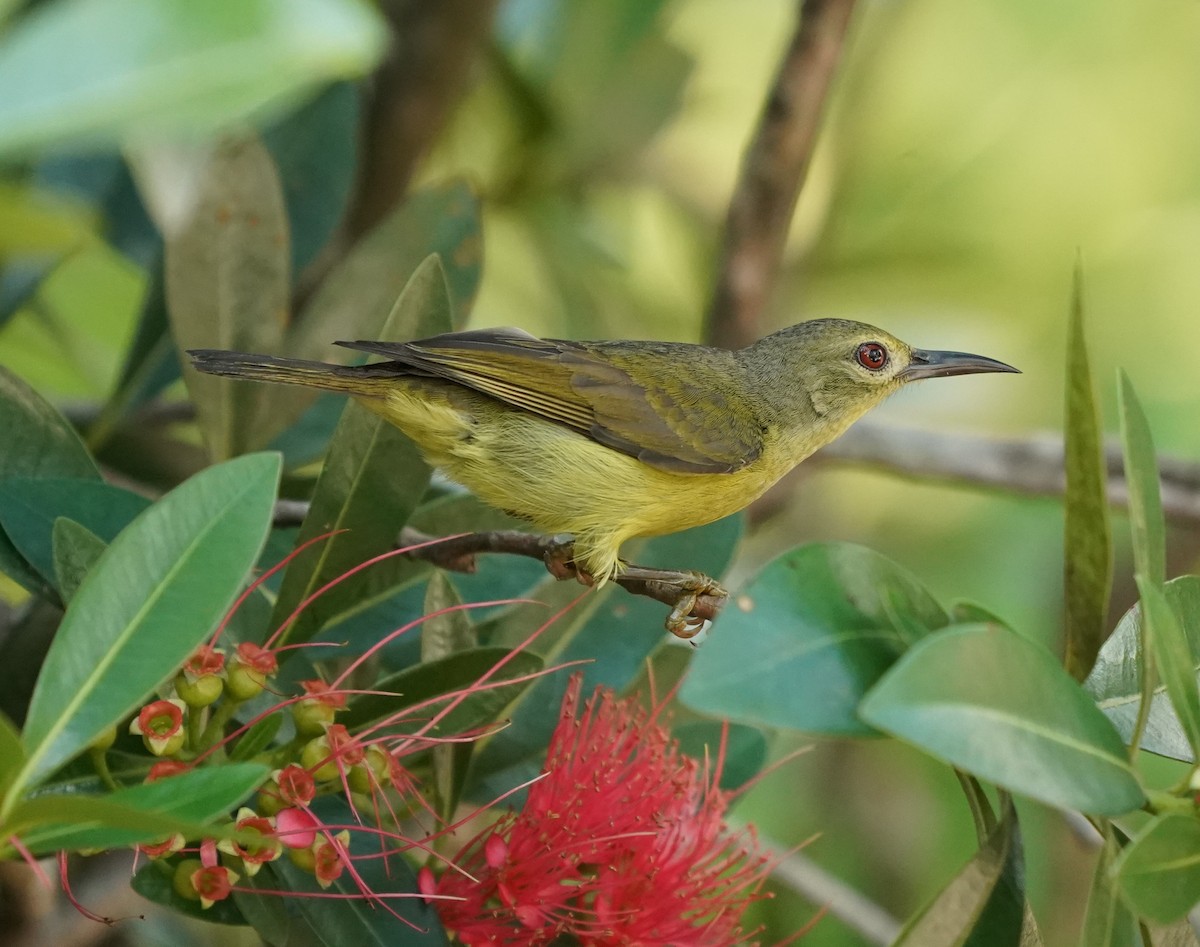 Brown-throated Sunbird - Keng Keok Neo