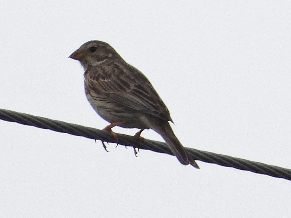 Corn Bunting - Ivan V