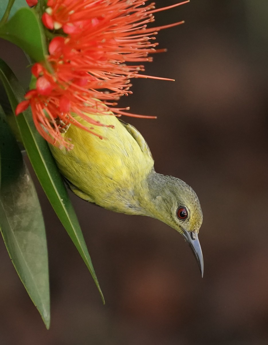 Brown-throated Sunbird - Keng Keok Neo