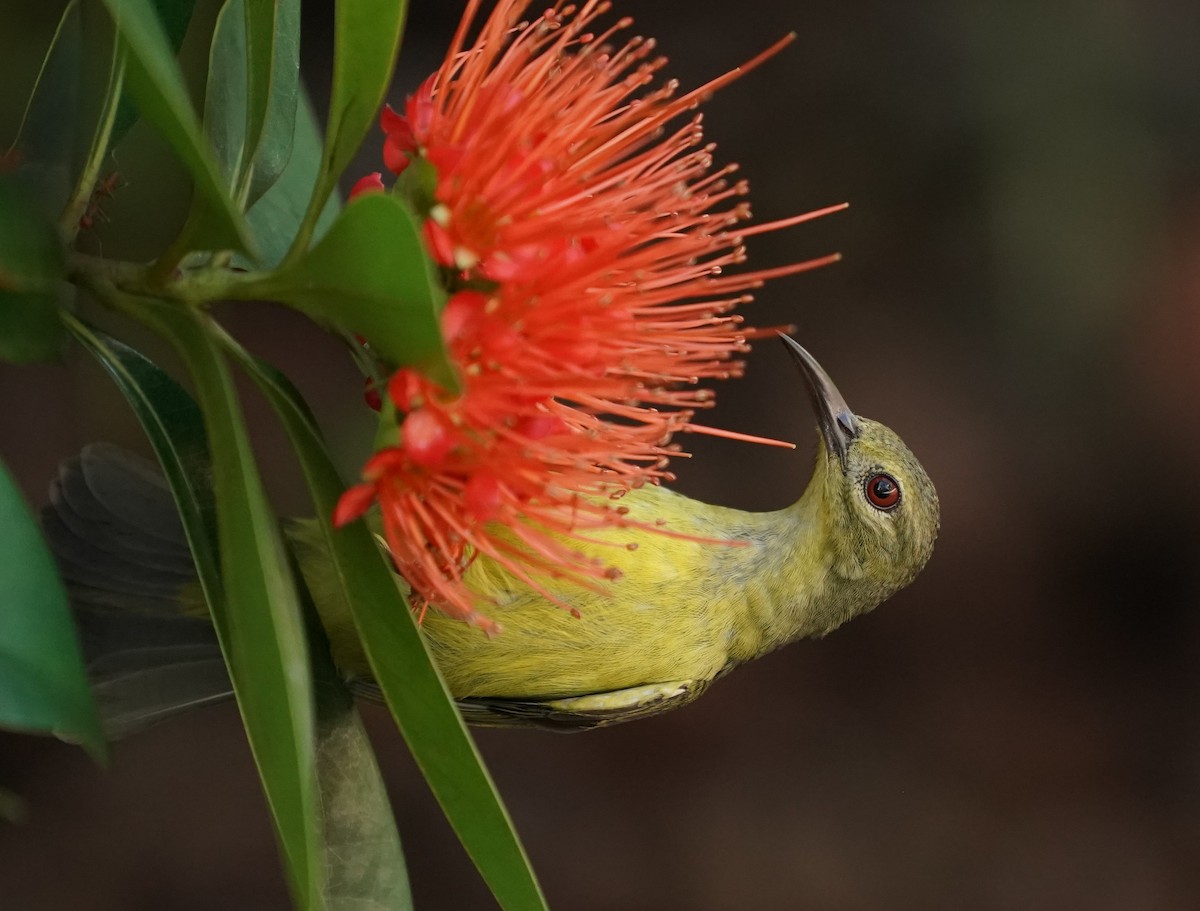 Brown-throated Sunbird - Keng Keok Neo